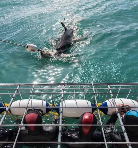 The Science Behind Sharks: How Shark Cage Diving Helps Us Understand These Majestic Creatures with White Shark Diving Company